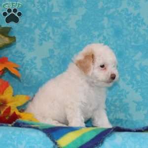 Diamond, Shih-Poo Puppy